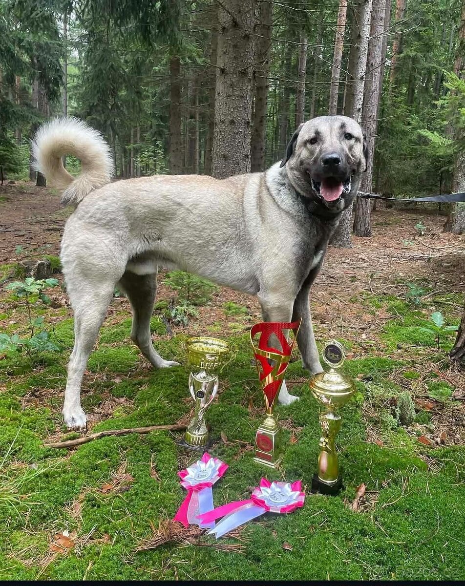 Kangalský pastevecký pes - 4