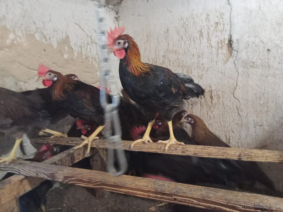 kohouti mladí - 4