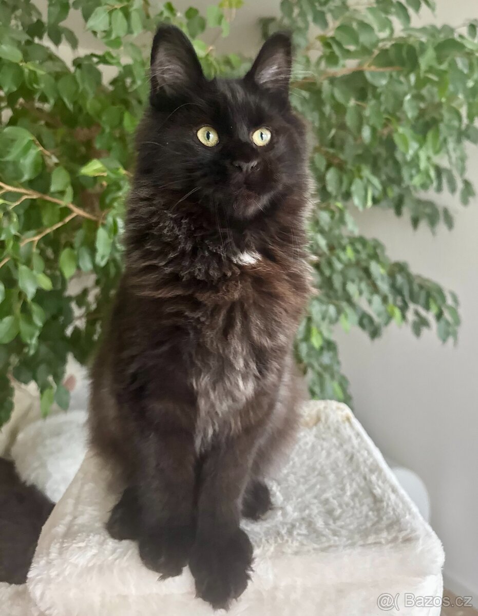 Mainská mývalí s PP - 4