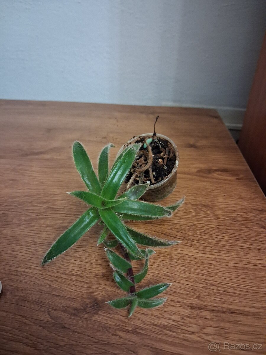 Pokojové rostliny 1 - 4