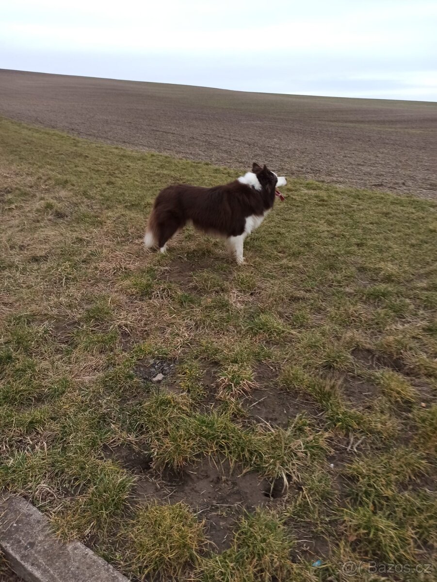 Border kolie ke krytí bez PP - 4