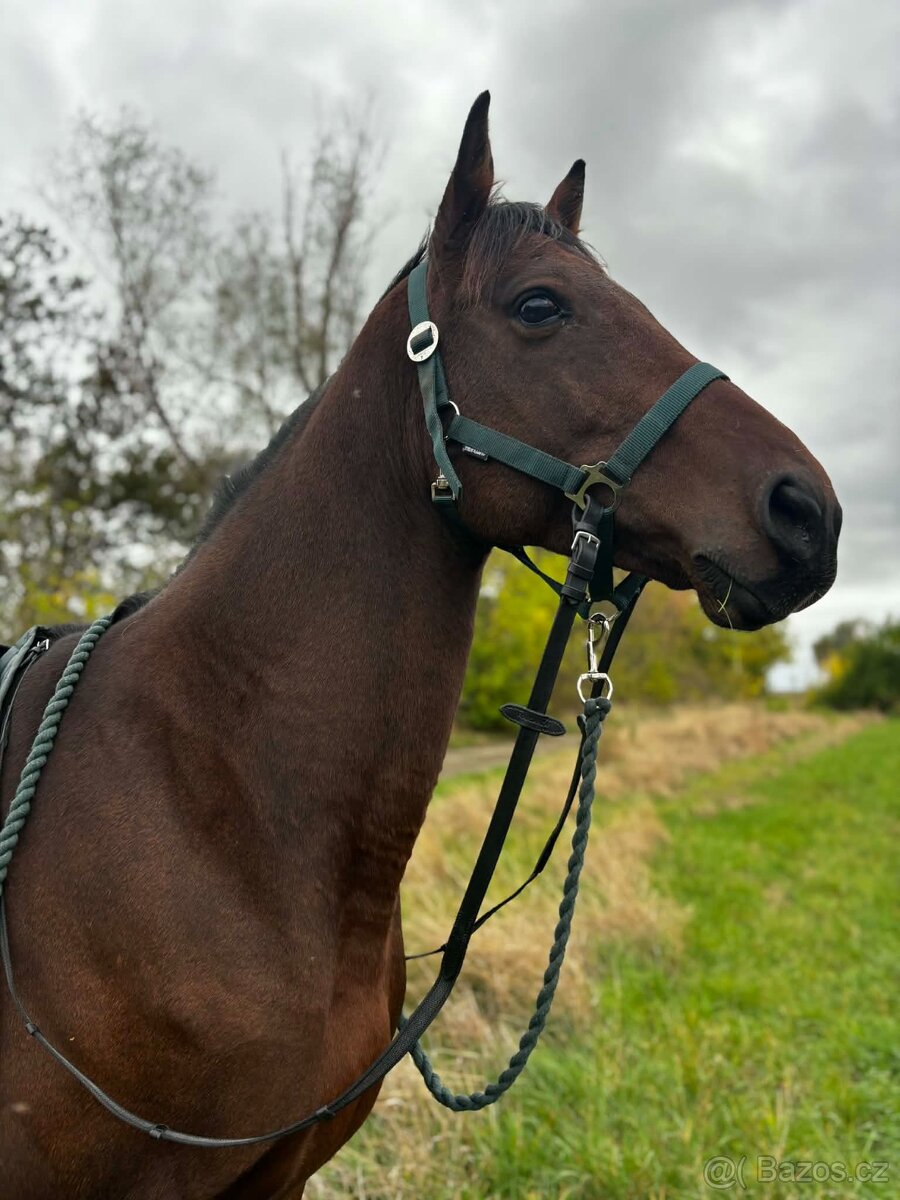 Prodám valáška - 4