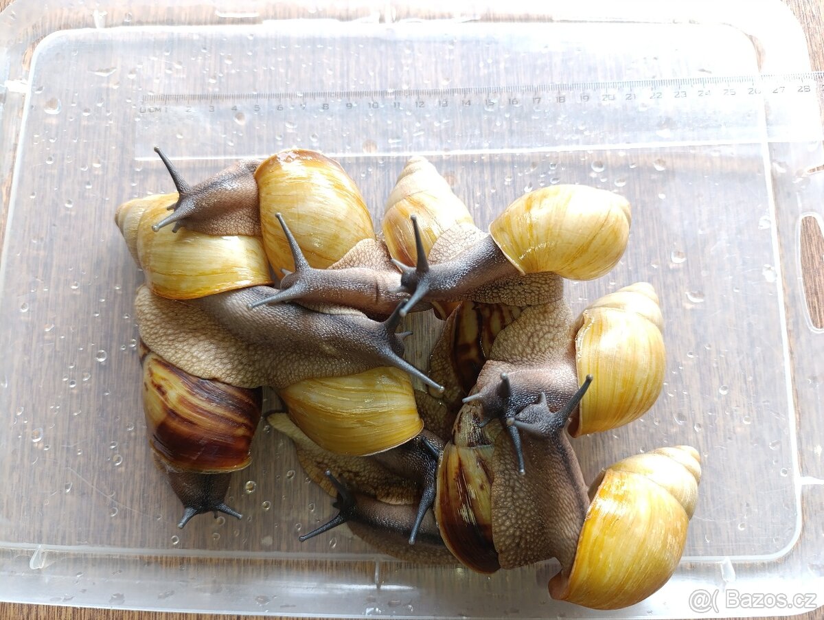 Archachatina marginata candefacta Cameroon - 4