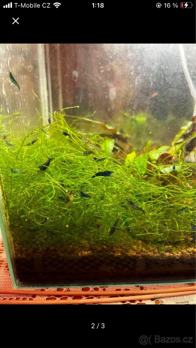 Krevetky Neocaridina (sladkovodní) - 4