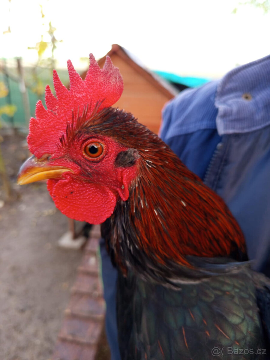 Kohouti Barneveldka zdrobnělá dvojlemovaná . - 4