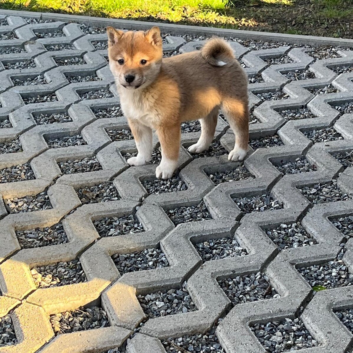 Shiba inu, šiba inu - 4