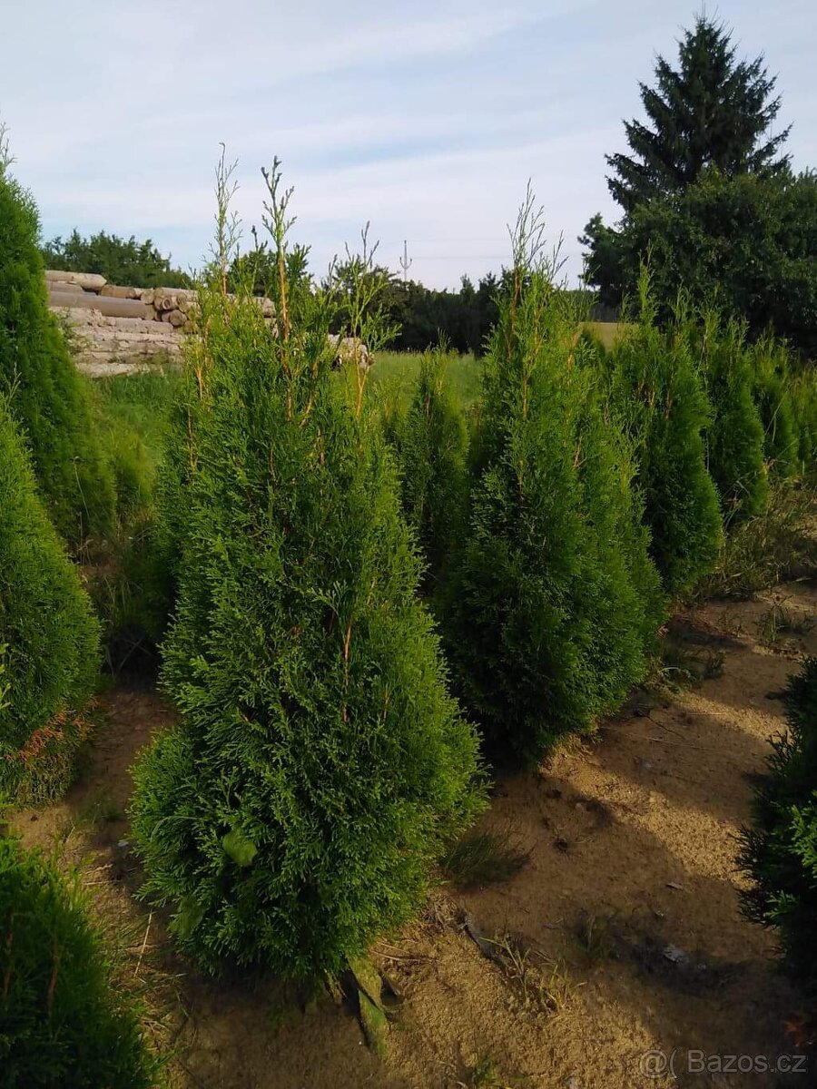 Thuje smaragd - 4