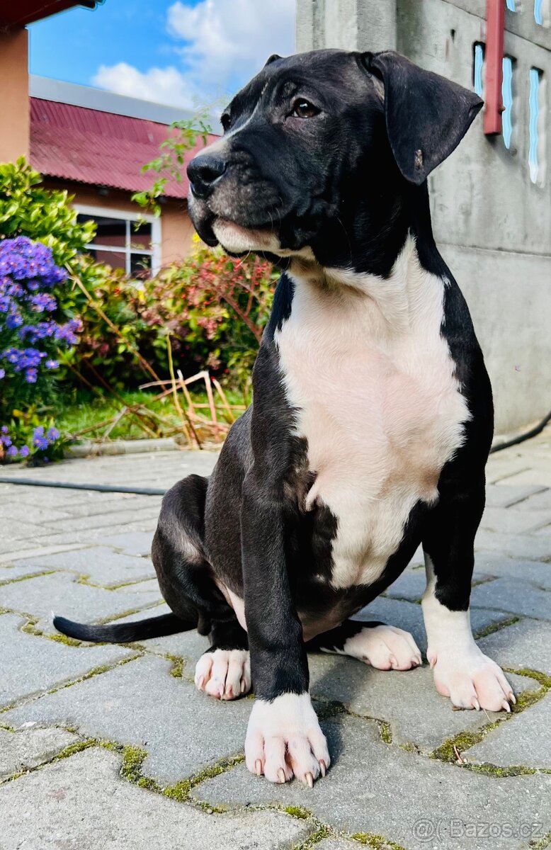 americký stafordšírský teriér - - 4