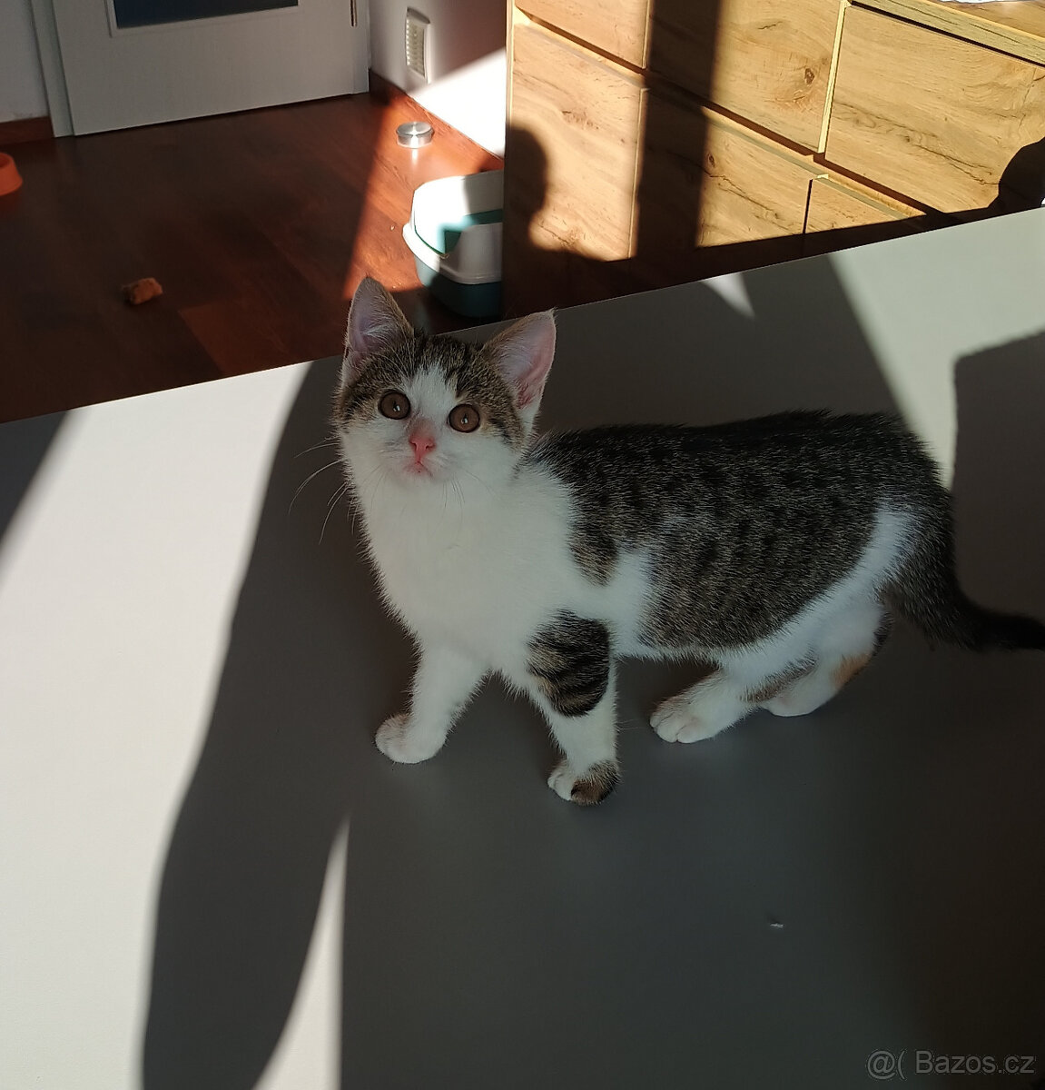 Koťata, kotě, jen do dobrých rukou - 4