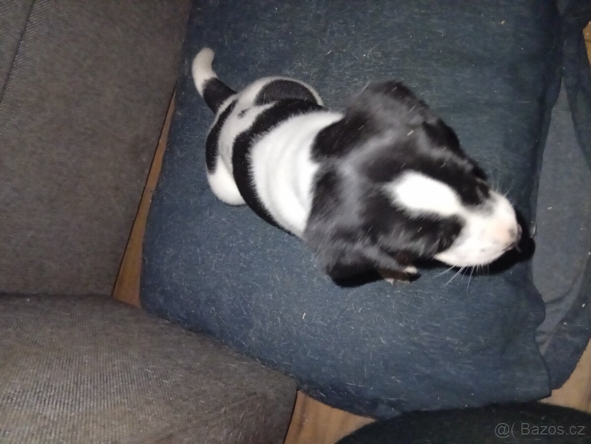 Jack Russell teriér s Parson terierem - 4