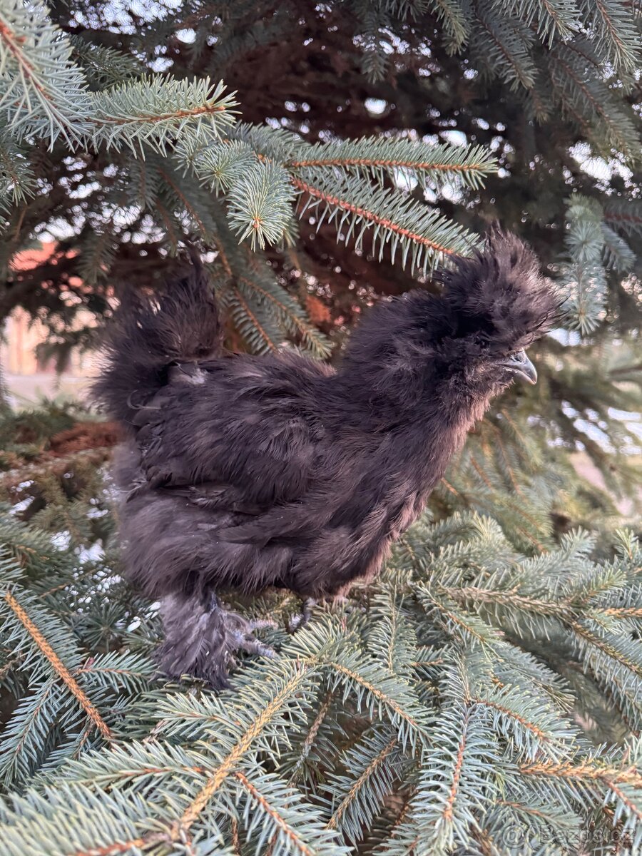 Hedvabnička velká vousatá EU černý - 4