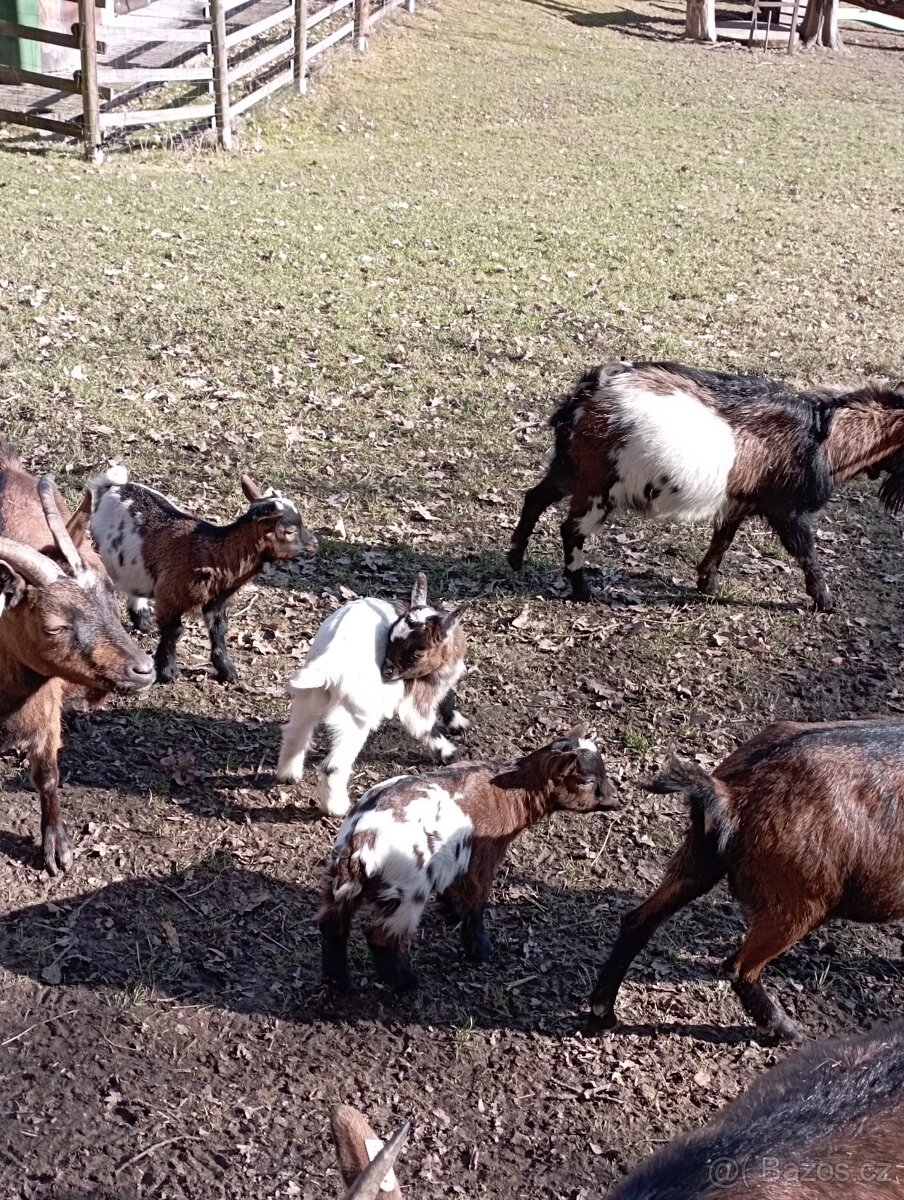 Holandská zakrslá koza, kozlík - 4