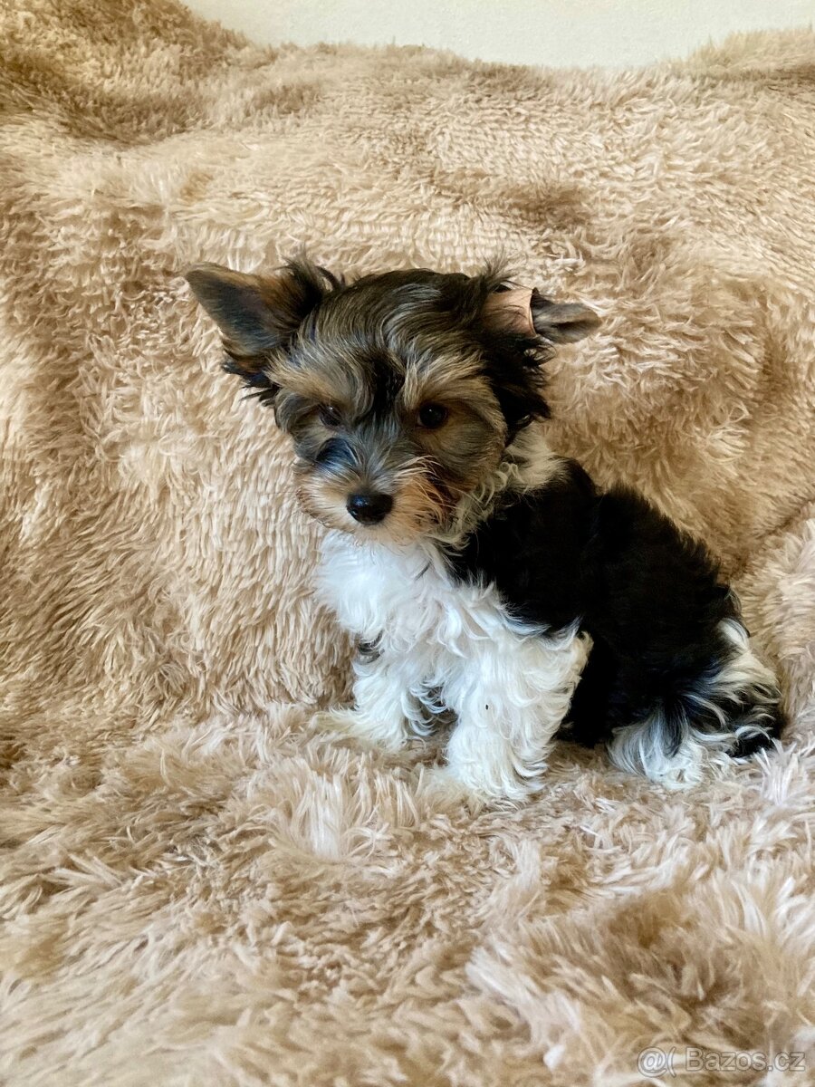 Biewer jorkširský teriér - 4