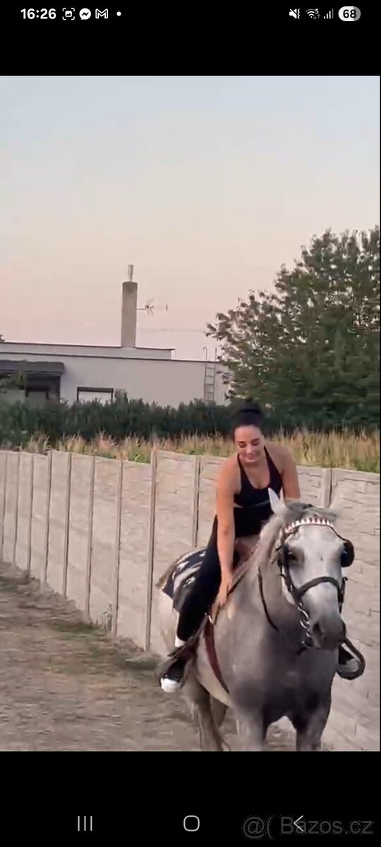 kríženec percheron na predaj - 4