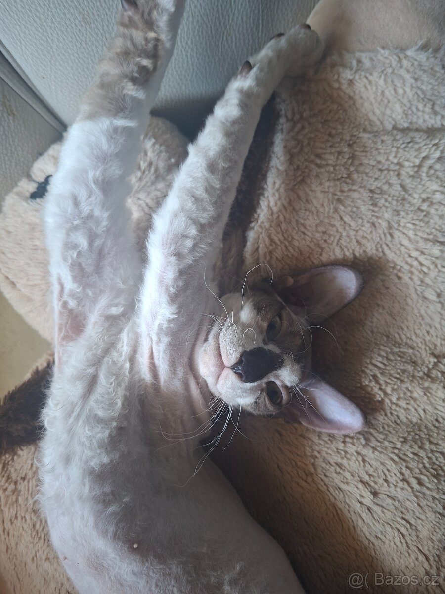Don Sphynx - 4
