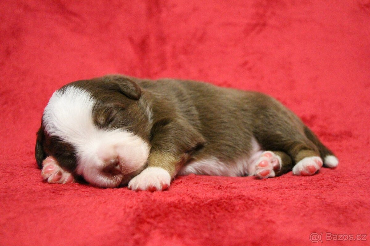 MINIATURNÍ AMERICKÝ OVČÁK - psi - 4