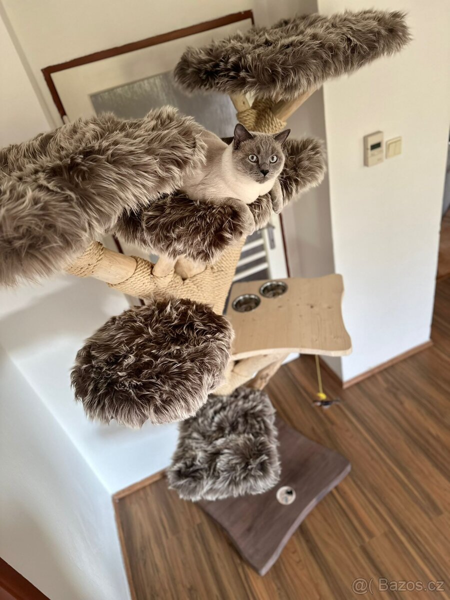 Prodám krásný kočičí strom - 4