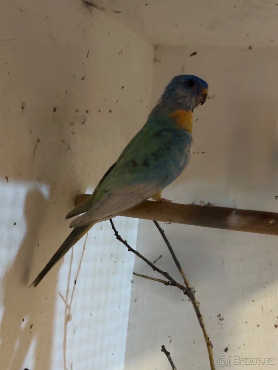 Neofema modrohlavá - 4