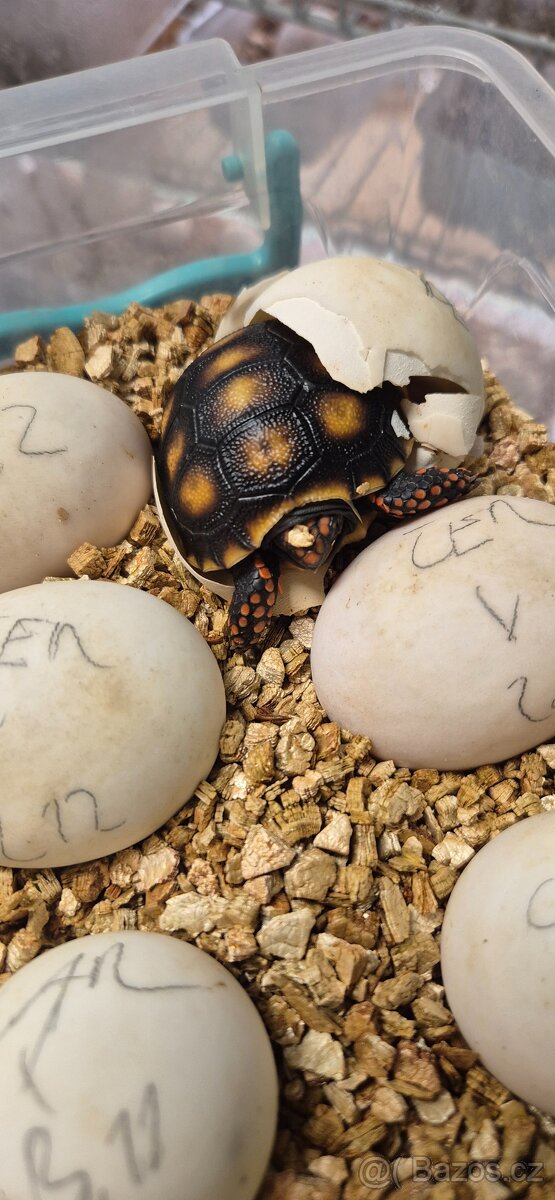 Želva uhlířská - Chelonoidis carbonaria - 4