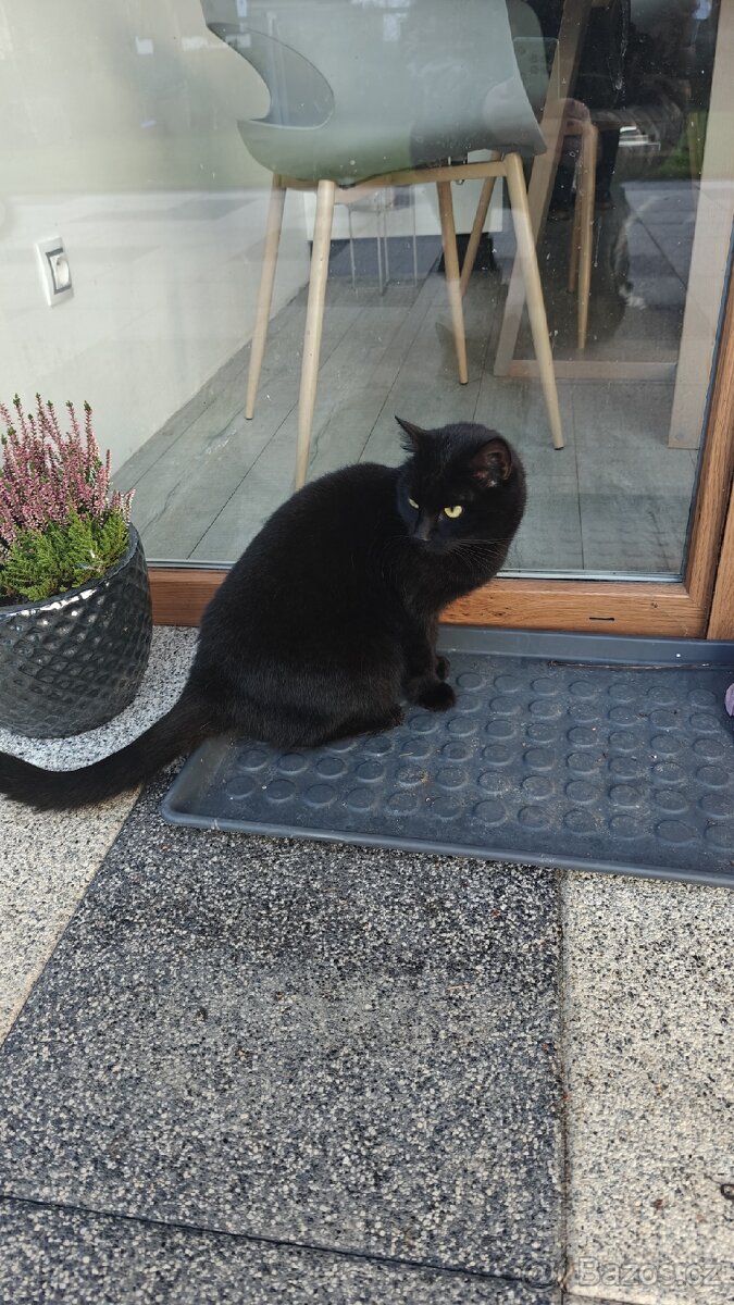 Černá kočka - 4