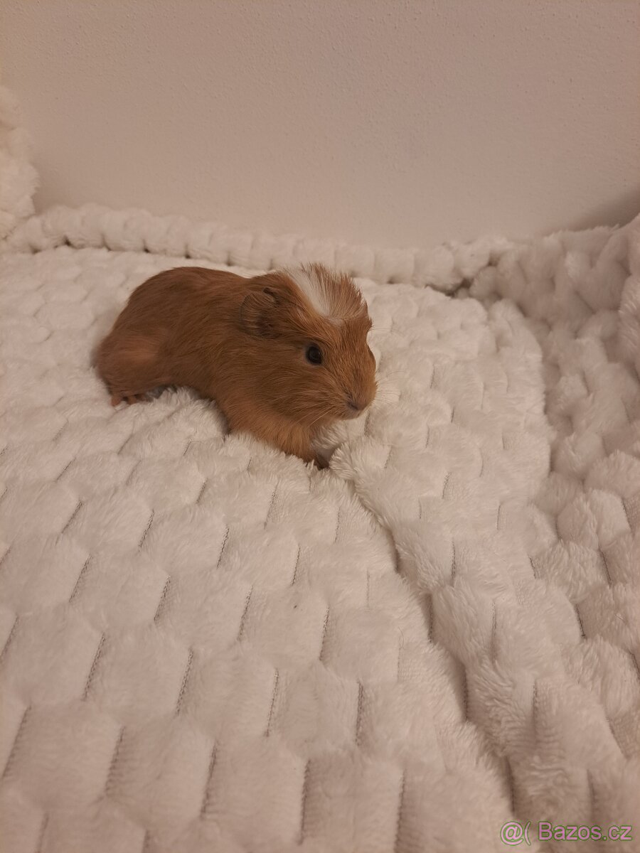 Morče sameček - rezervace - 4