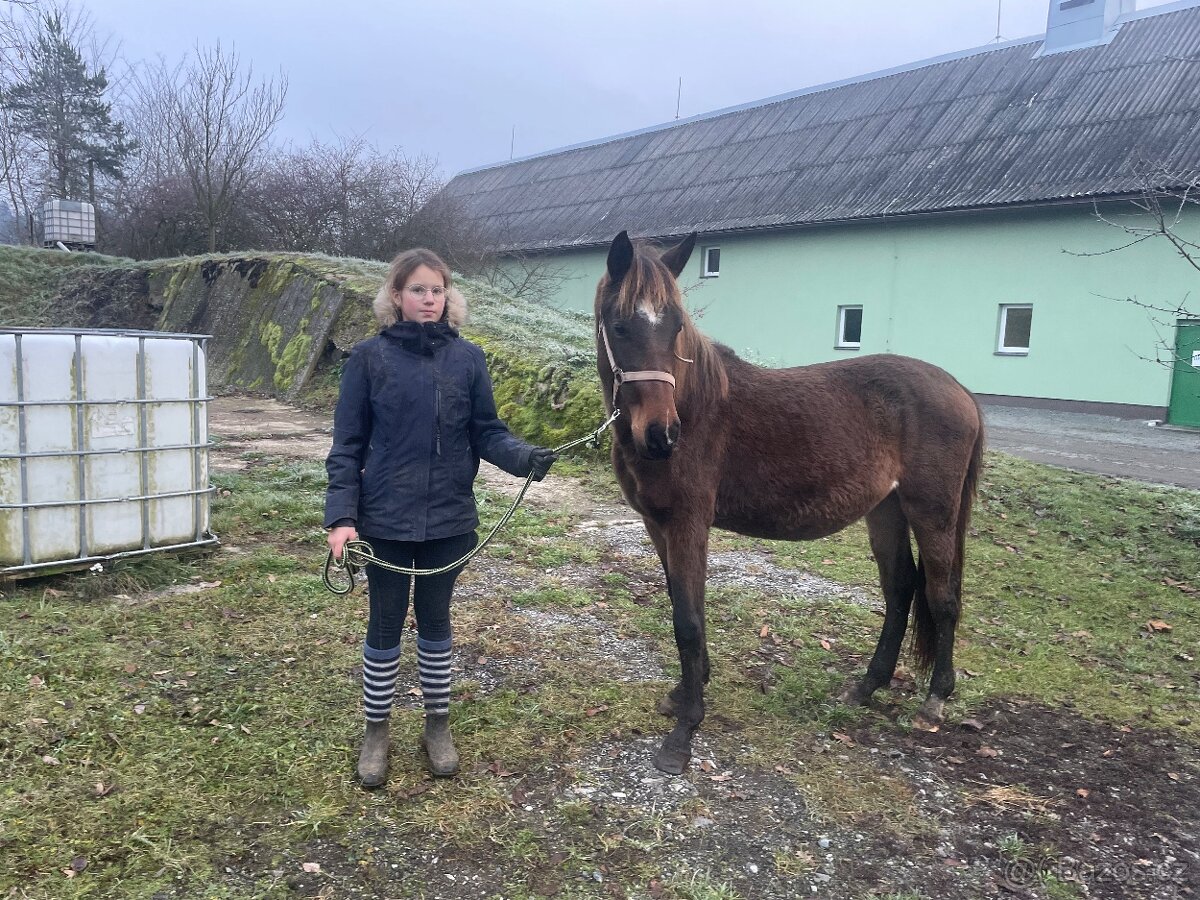 Klisna, kobyla, kobylka 50% Lusitano /Čsp na jaře 3roky - 4