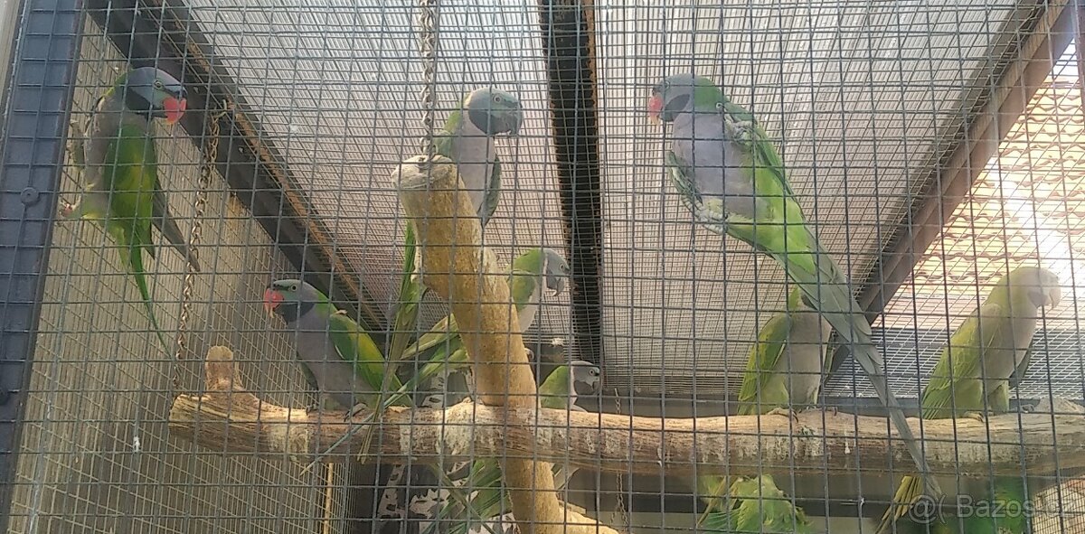 alexandr činský - 4