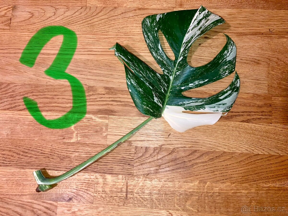 VYPRODÁNO Monstera albo variegata panašovaná bílá deliciosa - 4