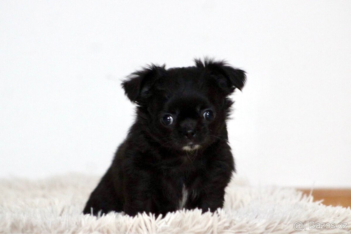 Čivava dlouhosrstá PP FCI - 4