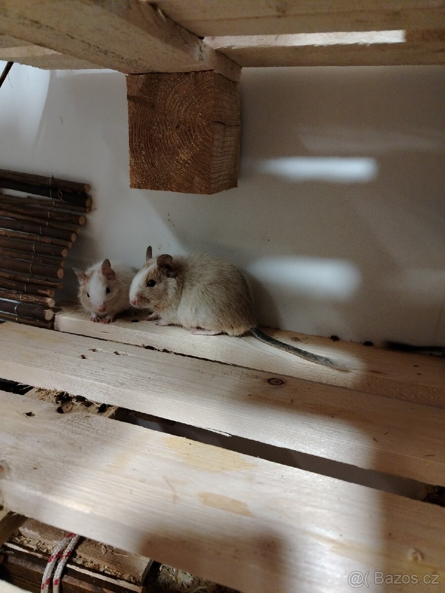 Osmak degu mlade - 4