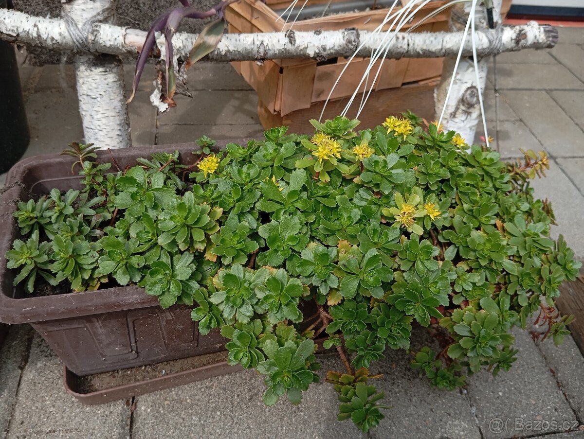 Rozchodníky, trvalky - 4