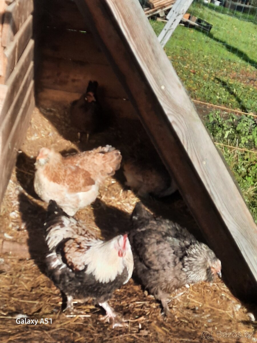 Faverolka kohouti - 4