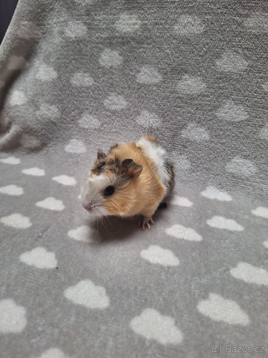 Morče, morčátko, morčata, rozeta - 4