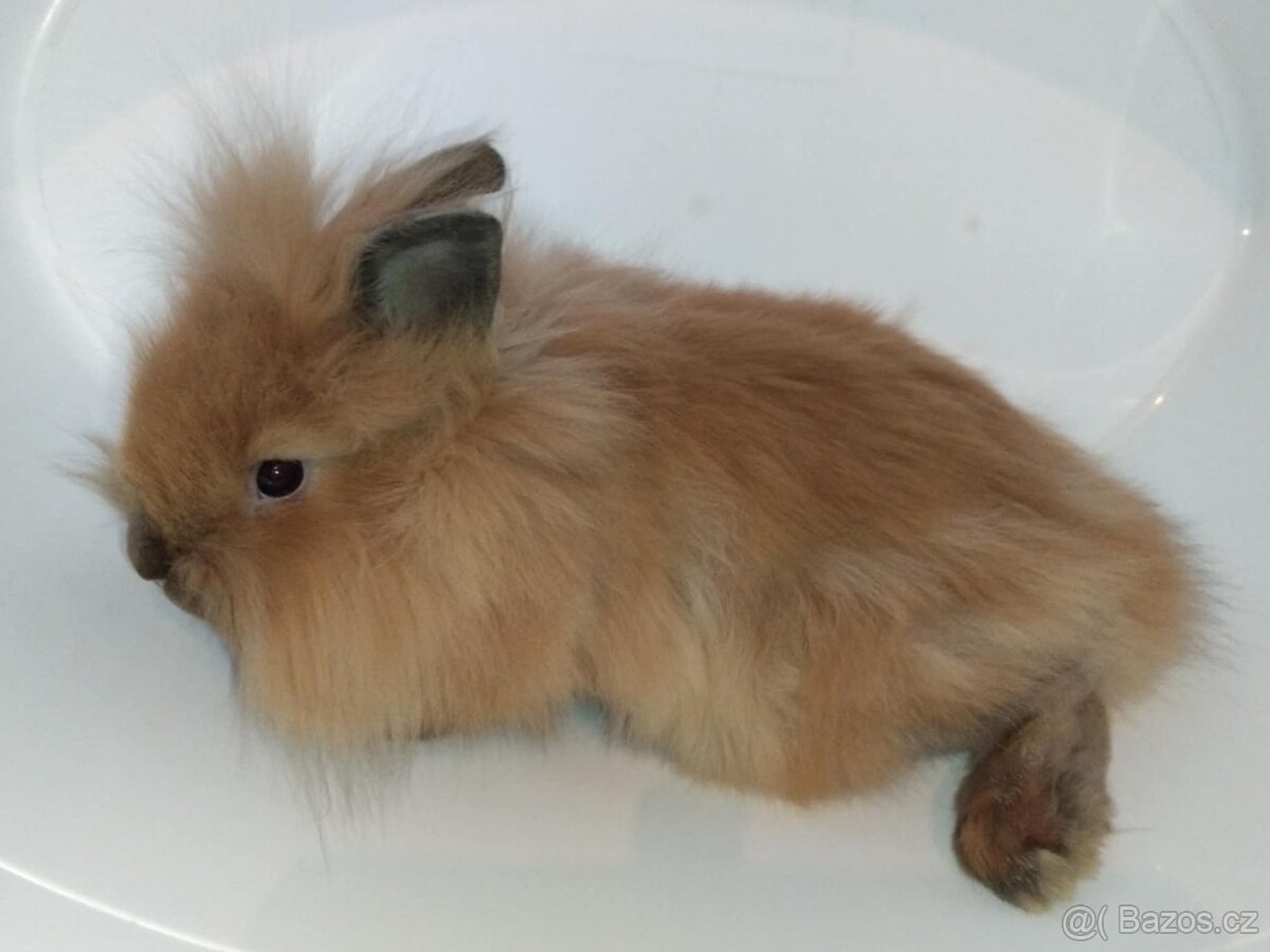 Zakrslý králíček bez PP sameček Frony - 4