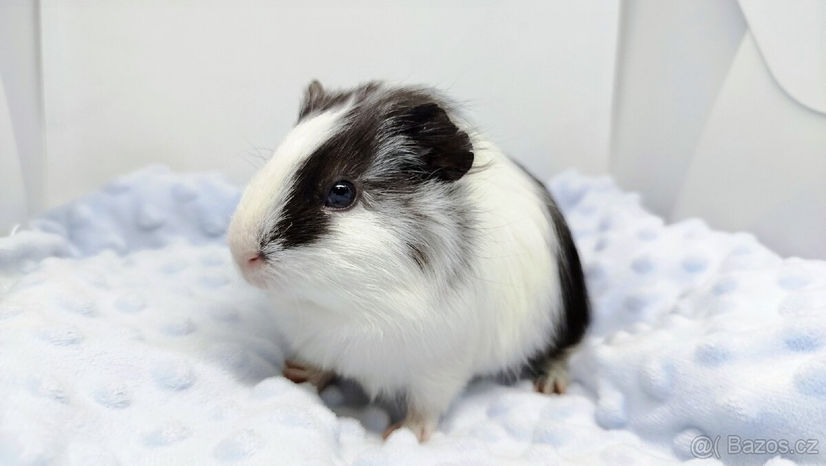 Morče, Morčata, Morčátko, Morčátka - BETTY - 4