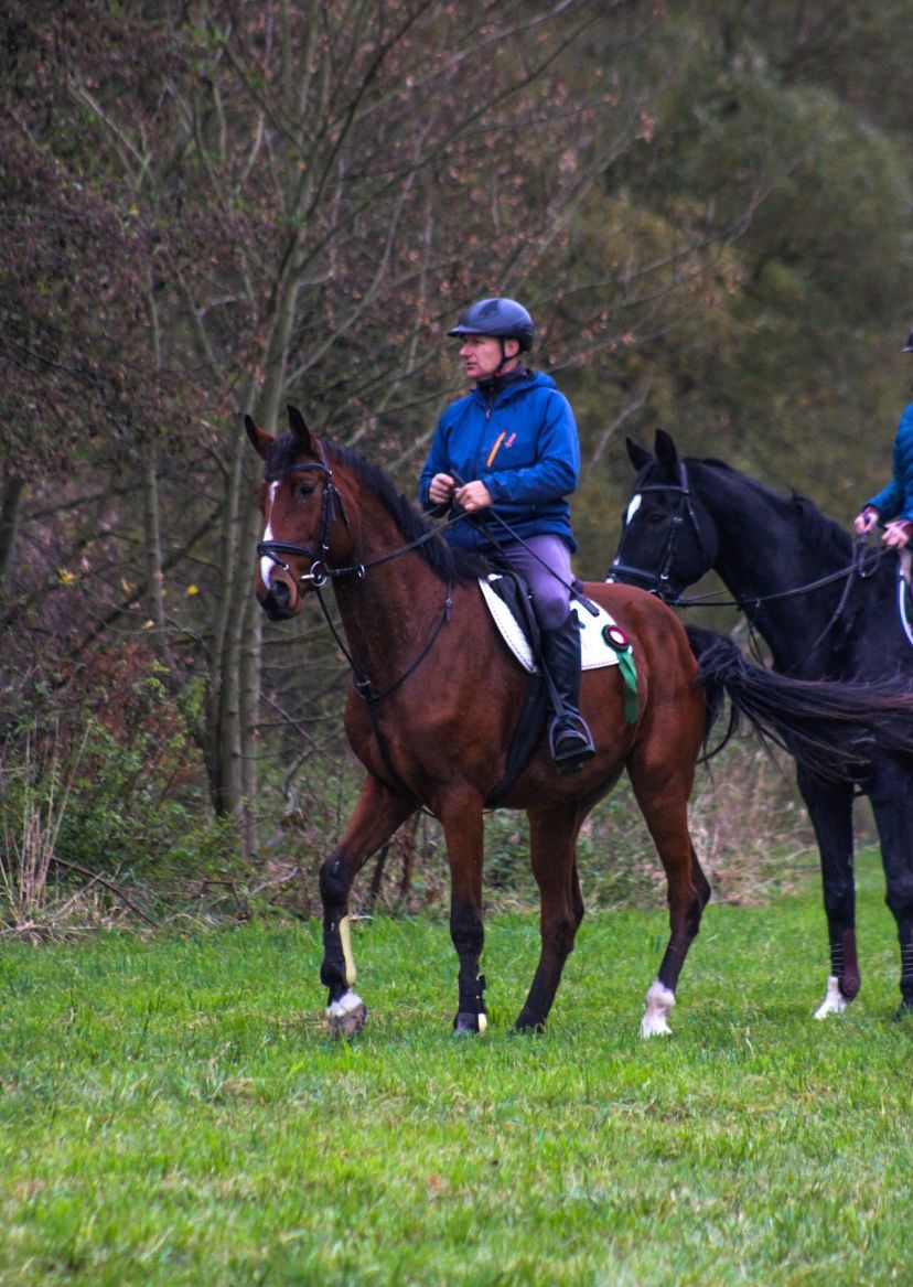 Prodám 5 l, Old. valach - 4