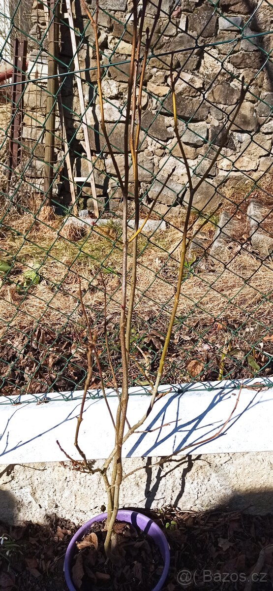 Jarní směs rostlin. - 4