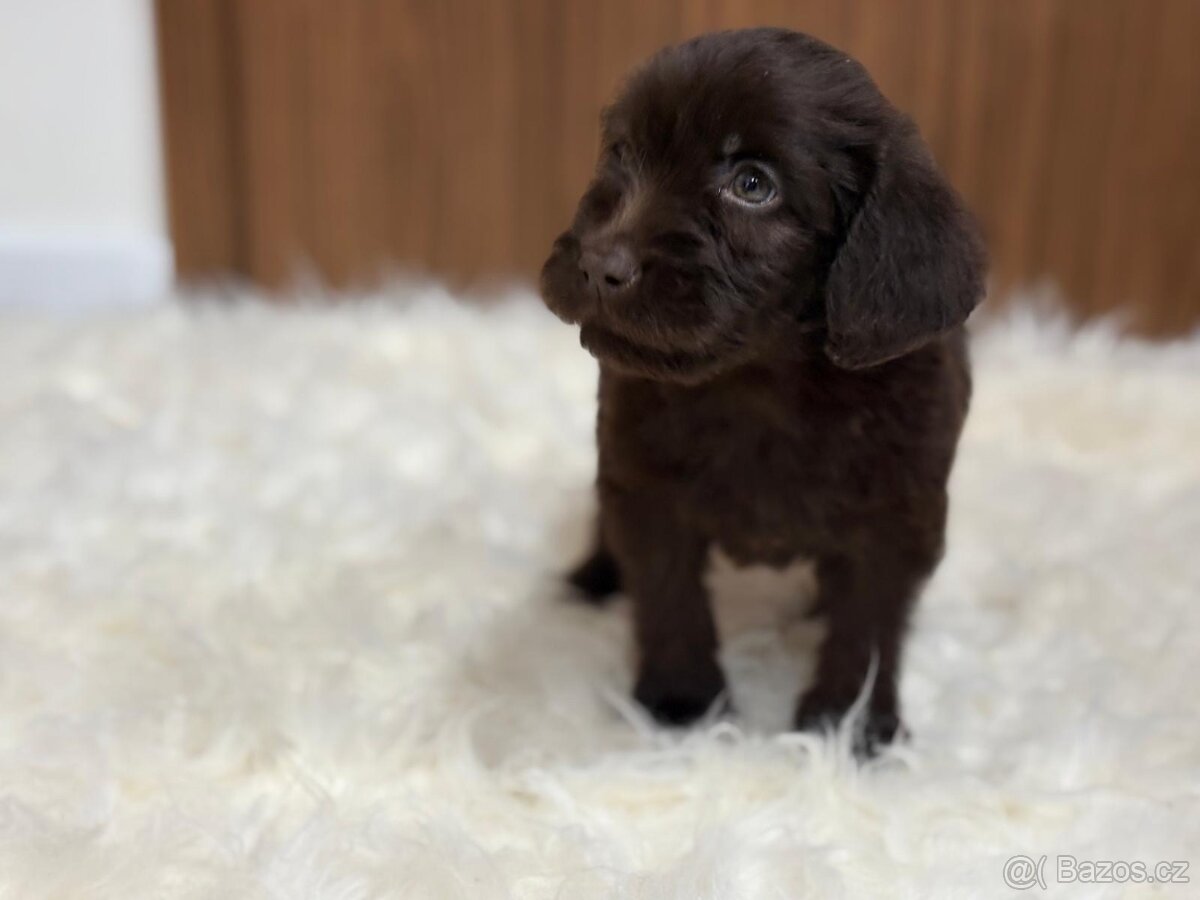 Labradoodle (goldendoodle) - 4