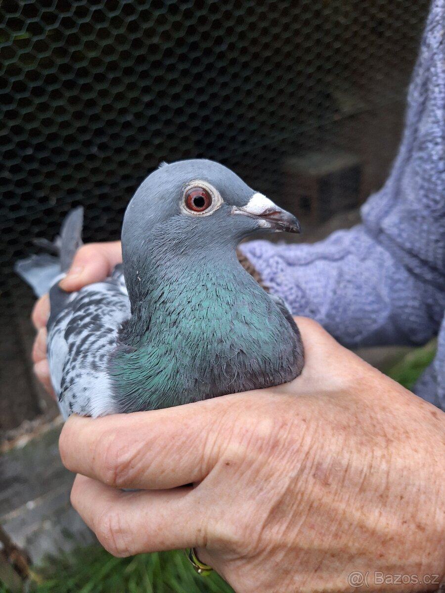 Poštovní Holubi - 4