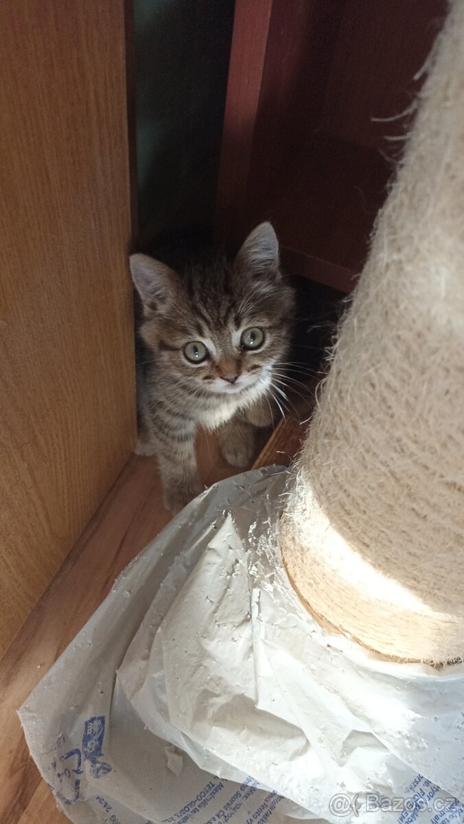 Britská kočička s PP - 4