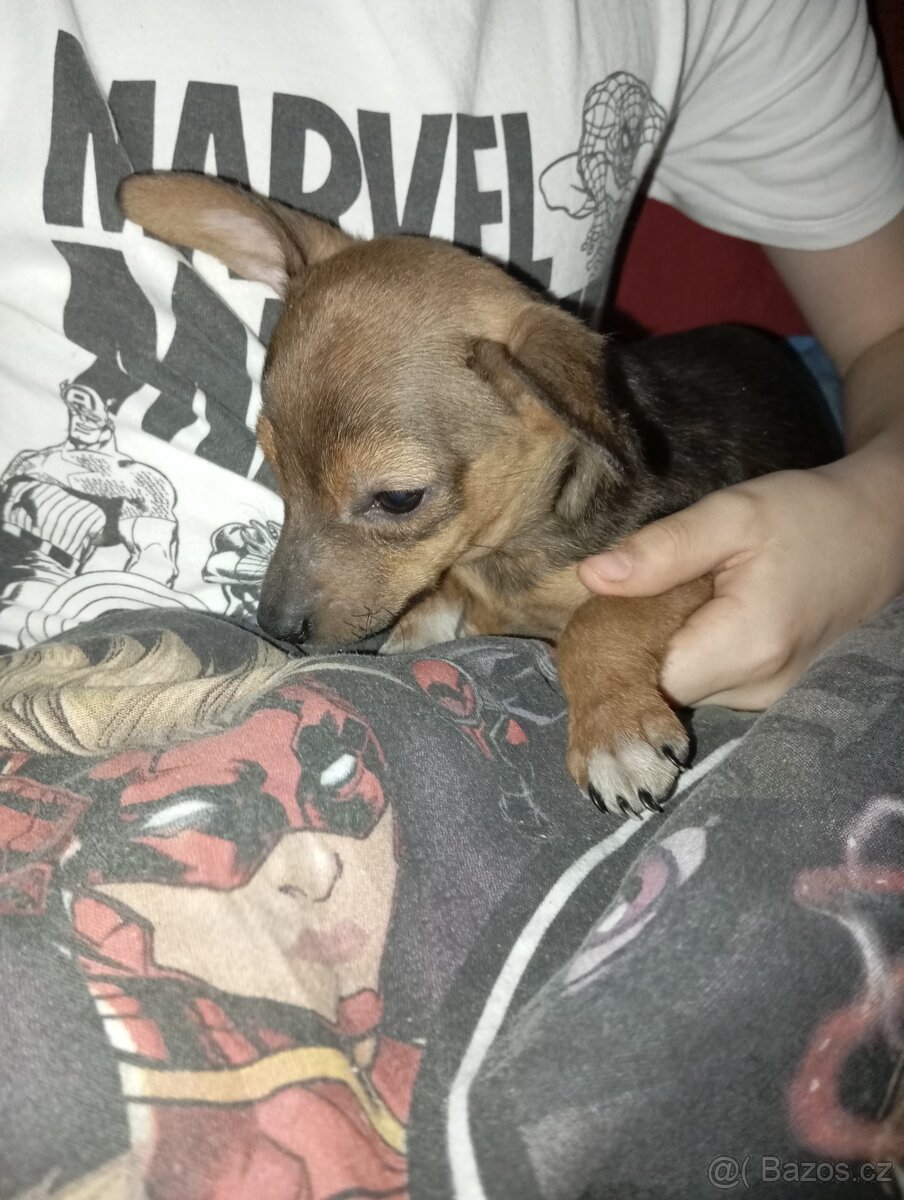 Štěňátka - 4