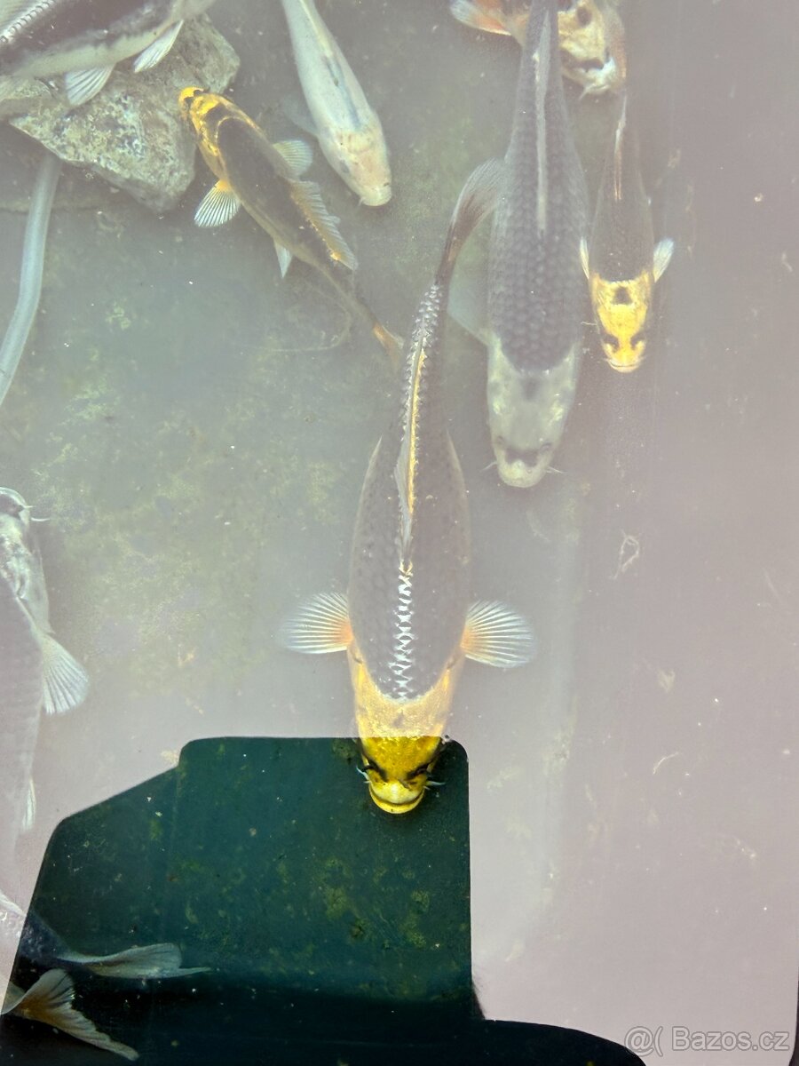 Koi - 4