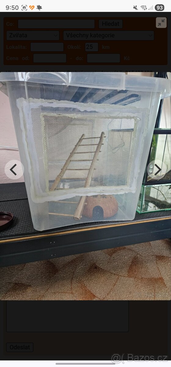 Plšík africký - 4