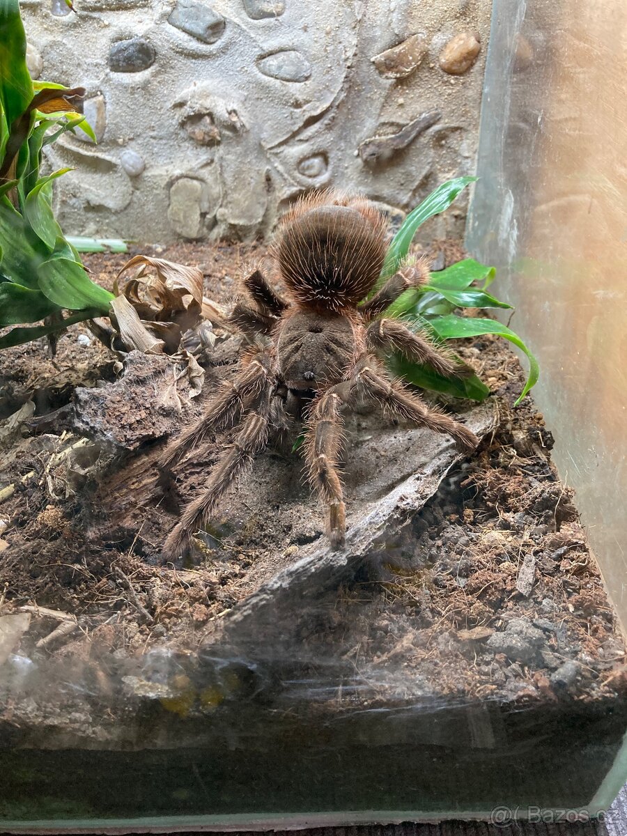 Lasiodora parahybana - 4