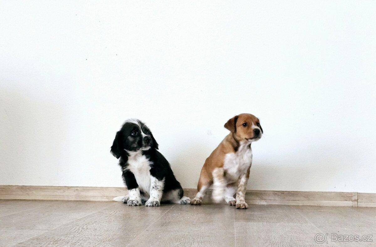 Štěňátka kříženci - 4