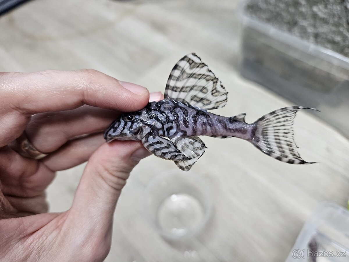 L 236 Super White - chovné páry - 4