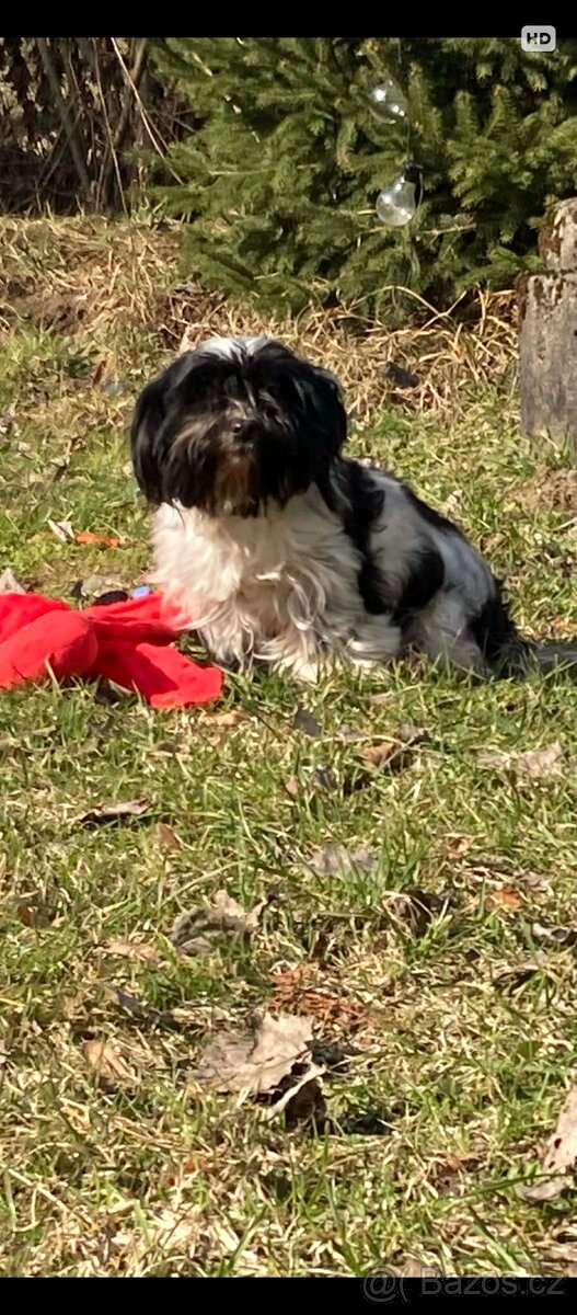 Biewer Jorkšírský teriér - 4