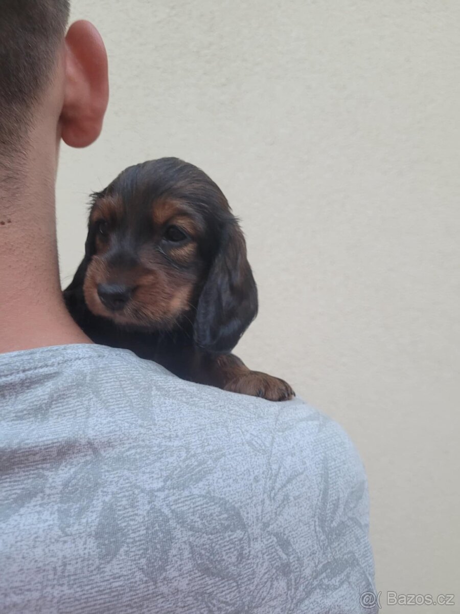 Jezevčík standard dlouhosrstý - 4