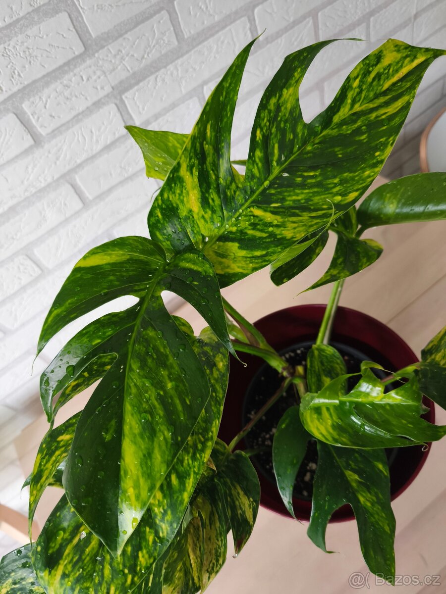 Epipremnum Golgfinger - 4