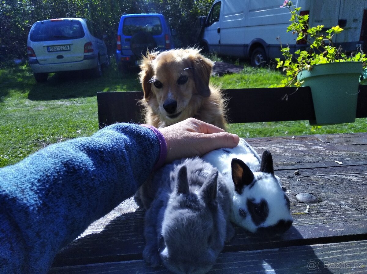 Zakrslý králík - 4